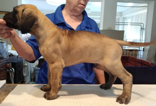 Patina Rebel Jan 2021 Pup 8 F Boy, photo 9