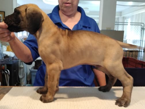 Patina Rebel Jan 2021 Pup 8 F Boy, photo 10