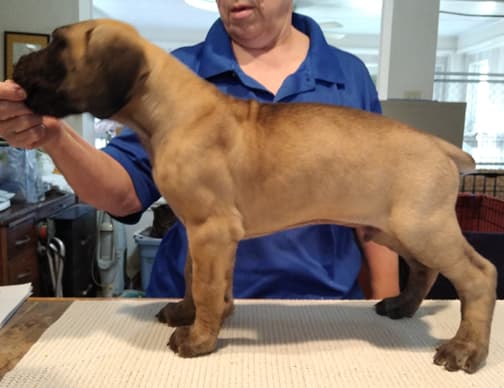 Patina Rebel Jan 2021 Pup 8 F Boy, photo 11