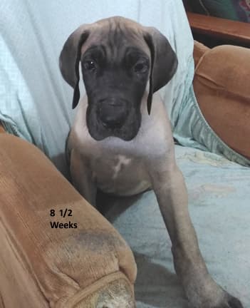 Patina Rebel Jan 2021 Pup 8 F Boy, photo 1