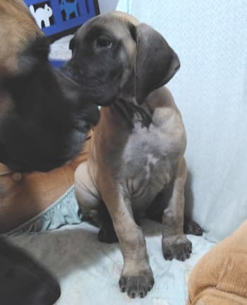 Patina Rebel Jan 2021 Pup 8 F Boy, photo 2