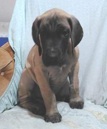 Patina Rebel Jan 2021 Pup 8 F Boy, photo 3