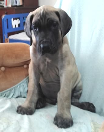 Patina Rebel Jan 2021 Pup 8 F Boy, photo 4