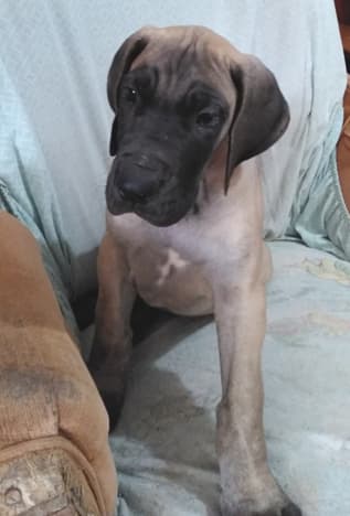 Patina Rebel Jan 2021 Pup 8 F Boy, photo 5