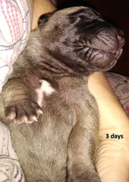Patina Rebel Jan 2021 Pup 8 F Boy, photo 57