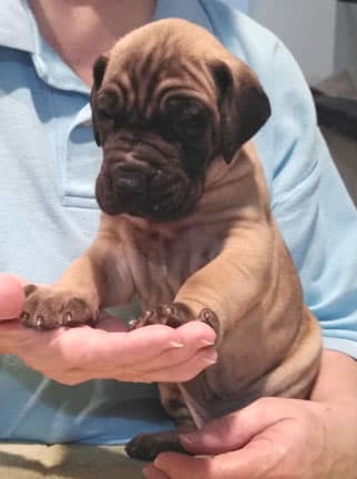 Patina Rebel Jan 2021 Pup 8 F Boy, photo 40