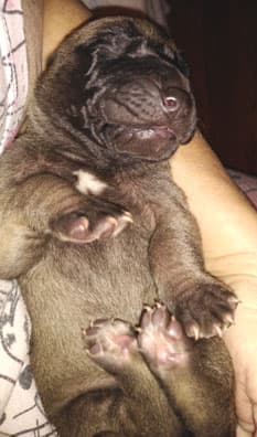 Patina Rebel Jan 2021 Pup 8 F Boy, photo 58