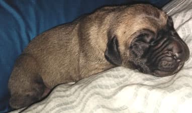 Patina Rebel Jan 2021 Pup 8 F Boy, photo 59