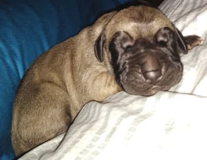 Patina Rebel Jan 2021 Pup 8 F Boy, photo 60
