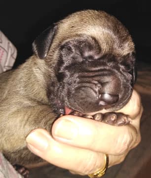 Patina Rebel Jan 2021 Pup 8 F Boy, photo 61