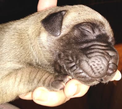 Patina Rebel Jan 2021 Pup 8 F Boy, photo 62