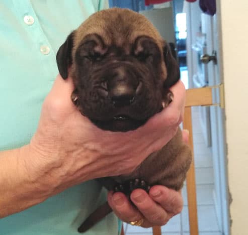Patina Rebel Jan 2021 Pup 8 F Boy, photo 54