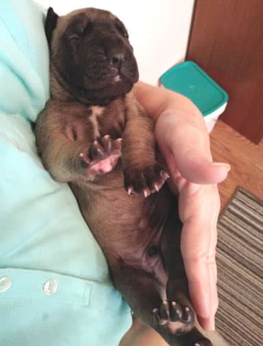 Patina Rebel Jan 2021 Pup 8 F Boy, photo 55