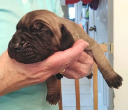Patina Rebel Jan 2021 Pup 8 F Boy, photo 56