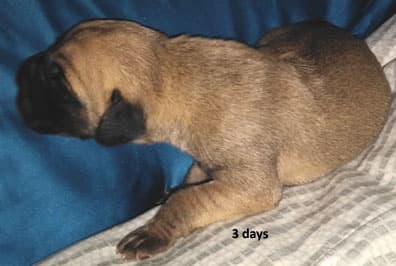 Patina Rebel Jan 2021 Pup 9 F Girl, photo 1