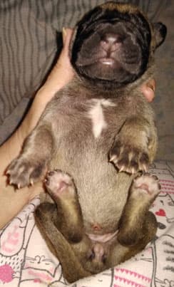 Patina Rebel Jan 2021 Pup 9 F Girl, photo 2