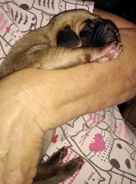 Patina Rebel Jan 2021 Pup 9 F Girl, photo 4