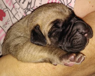 Patina Rebel Jan 2021 Pup 9 F Girl, photo 5