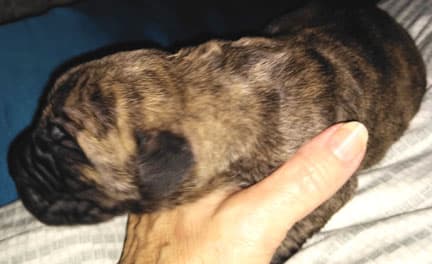 Kiani, photo 112
