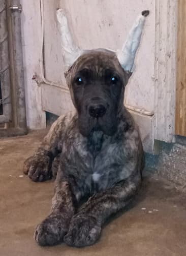 Nikita, photo 40