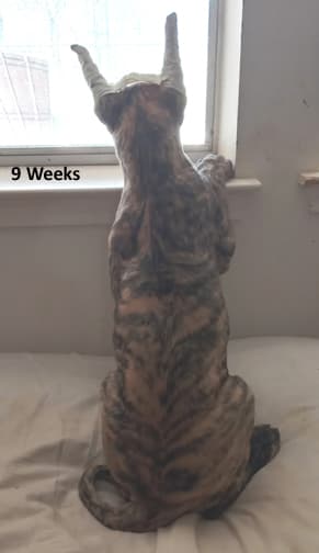 Nikita, photo 37