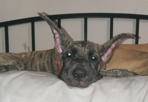 Nikita, photo 31
