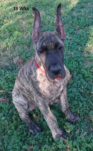 Nikita, photo 18