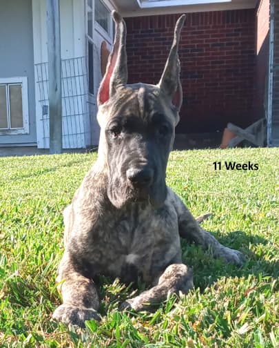 Nikita, photo 32