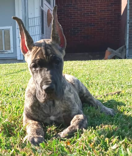 Nikita, photo 33