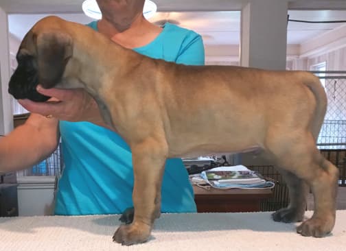 Quasar, photo 49