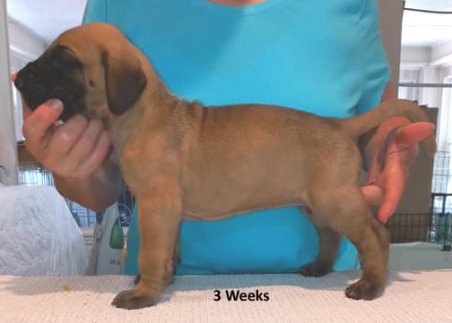 Pup 2 F Boy Tensy Denali, photo 50