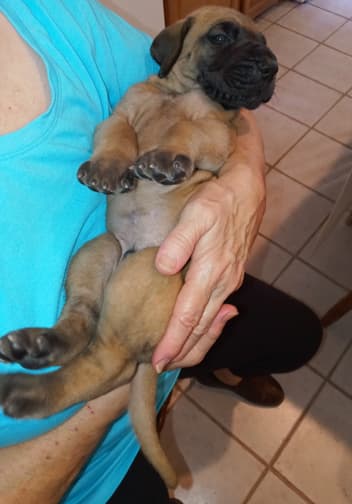 Pup 2 F Boy Tensy Denali, photo 51