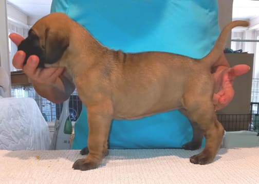 Pup 2 F Boy Tensy Denali, photo 52