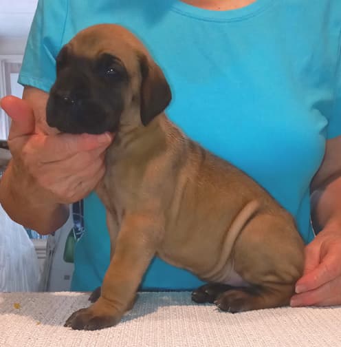 Pup 2 F Boy Tensy Denali, photo 53