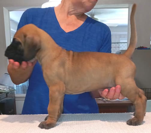 Pup 2 F Boy Tensy Denali, photo 44