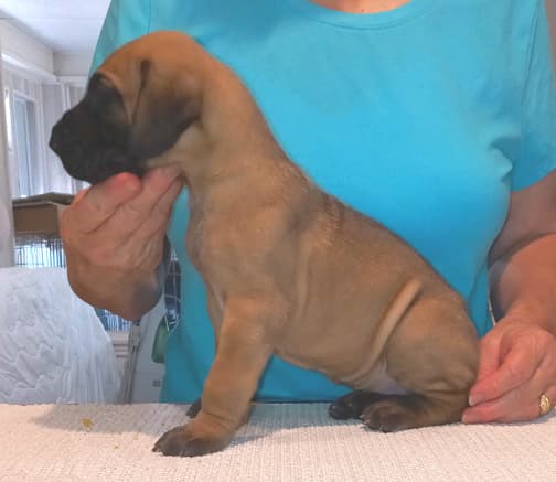 Pup 2 F Boy Tensy Denali, photo 55