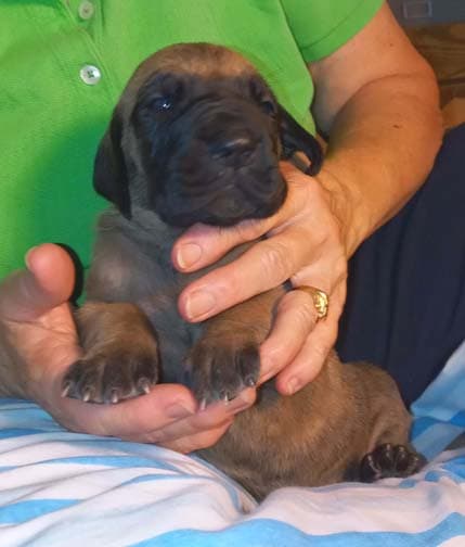 Pup 2 F Boy Tensy Denali, photo 64