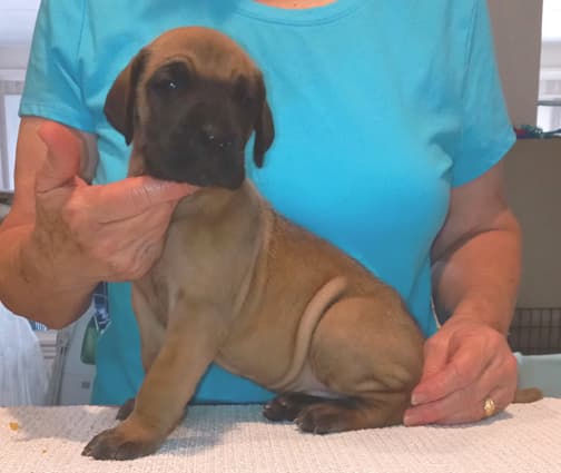 Pup 2 F Boy Tensy Denali, photo 57