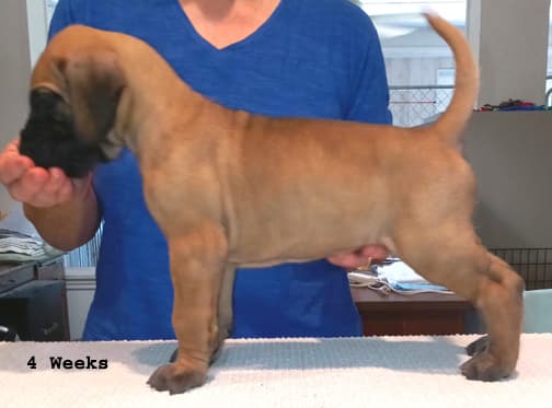 Pup 2 F Boy Tensy Denali, photo 39