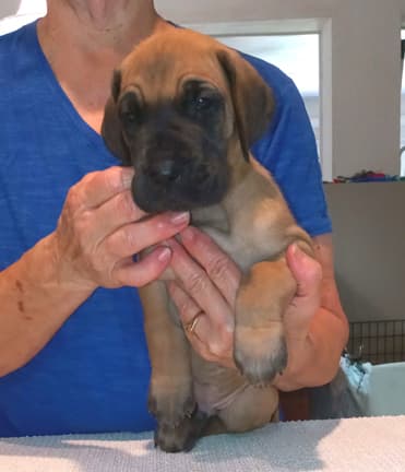 Pup 2 F Boy Tensy Denali, photo 40