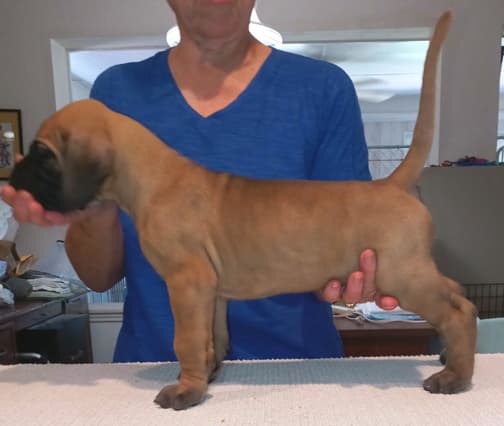 Pup 2 F Boy Tensy Denali, photo 42