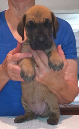 Pup 2 F Boy Tensy Denali, photo 43