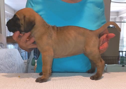 Pup 2 F Boy Tensy Denali, photo 54
