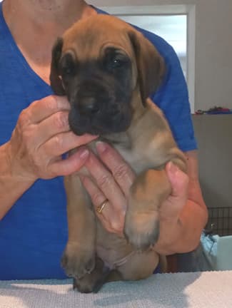 Pup 2 F Boy Tensy Denali, photo 45