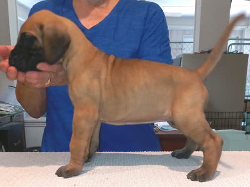 Pup 2 F Boy Tensy Denali, photo 46