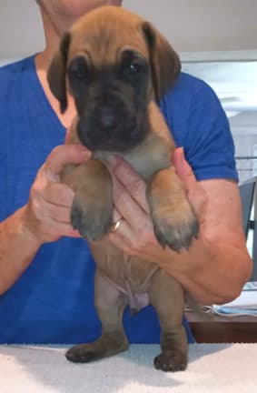 Pup 2 F Boy Tensy Denali, photo 47