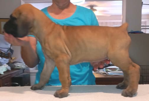 Pup 2 F Boy Tensy Denali, photo 37