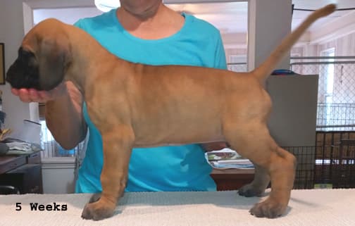 Pup 2 F Boy Tensy Denali, photo 29