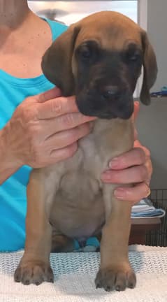 Pup 2 F Boy Tensy Denali, photo 30