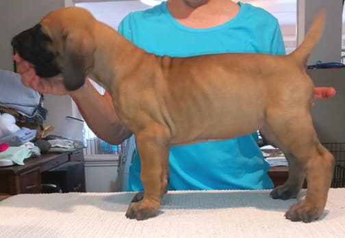 Pup 2 F Boy Tensy Denali, photo 31
